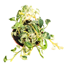 Epipremnum Pinnatum Marble Queen