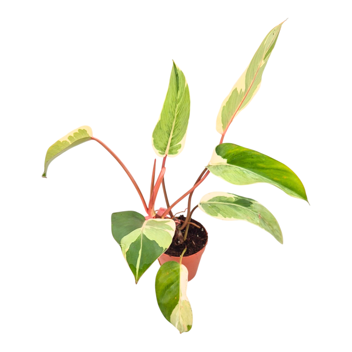 Philodendron Shady Lady