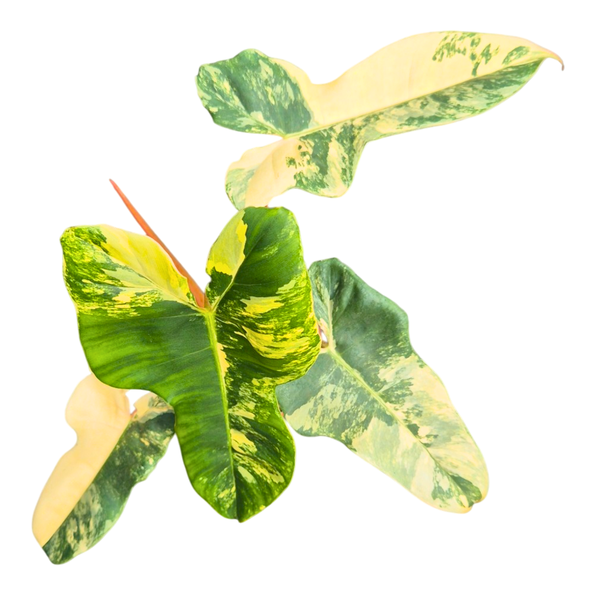 Selected Philodendron Florida Beauty X Billietiae Variegata