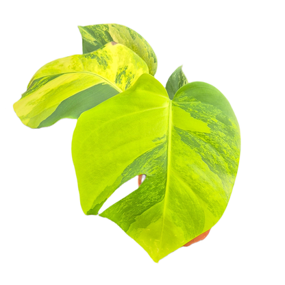 Monstera Deliciosa Aurea Variegata