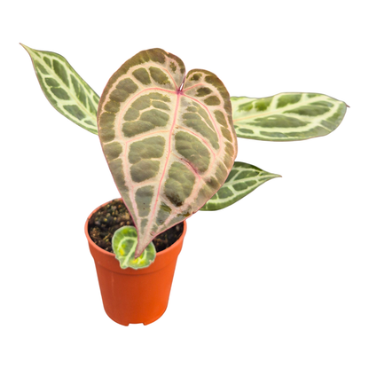 DocBlock Anthurium Zara® '14' X Zara® '14'