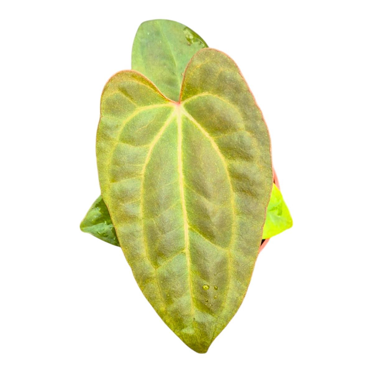 Anthurium Dark Phoenix x Papillilaminum