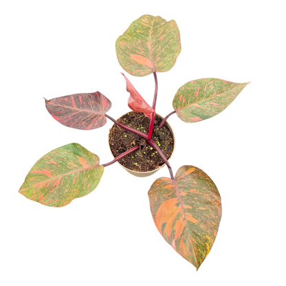 Philodendron Orange Princess Galaxy
