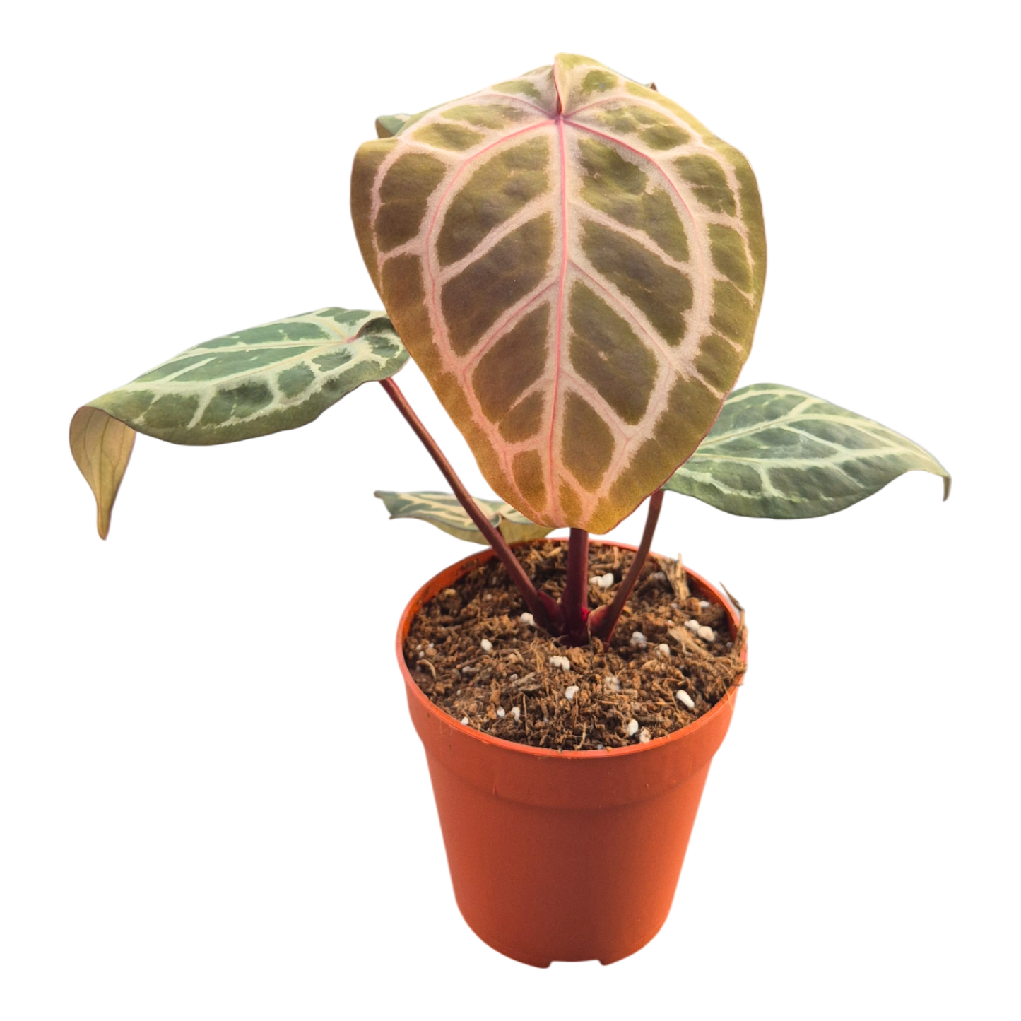 DocBlock Anthurium Zara® '31' × Crystal Red® '12'