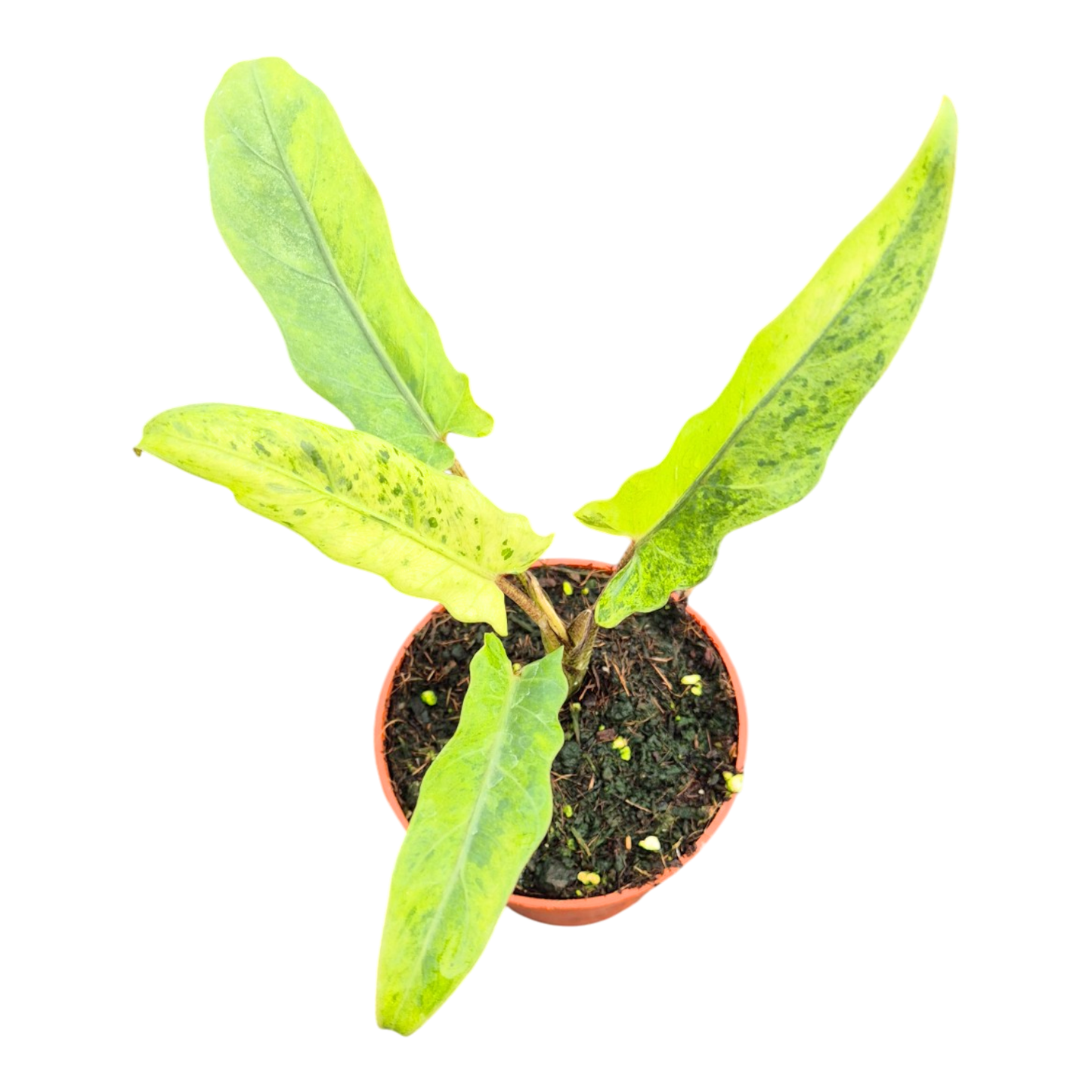Alocasia Lauterbachiana Variegata