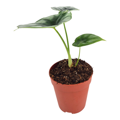 Alocasia Reversa