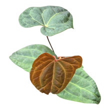 Anthurium Ace of Spades x Papillilaminum