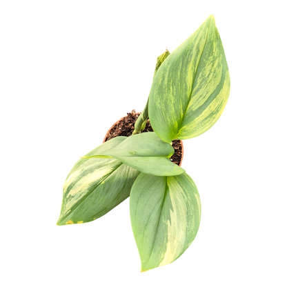 Scindapsus Moonlight Variegata Yellow