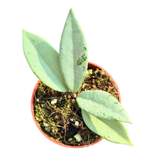 Hoya Wilbur Graves Silver