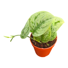 Scindapsus Nangga Senai