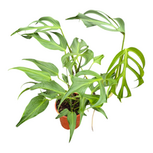 Monstera Burle Marx Flame *1