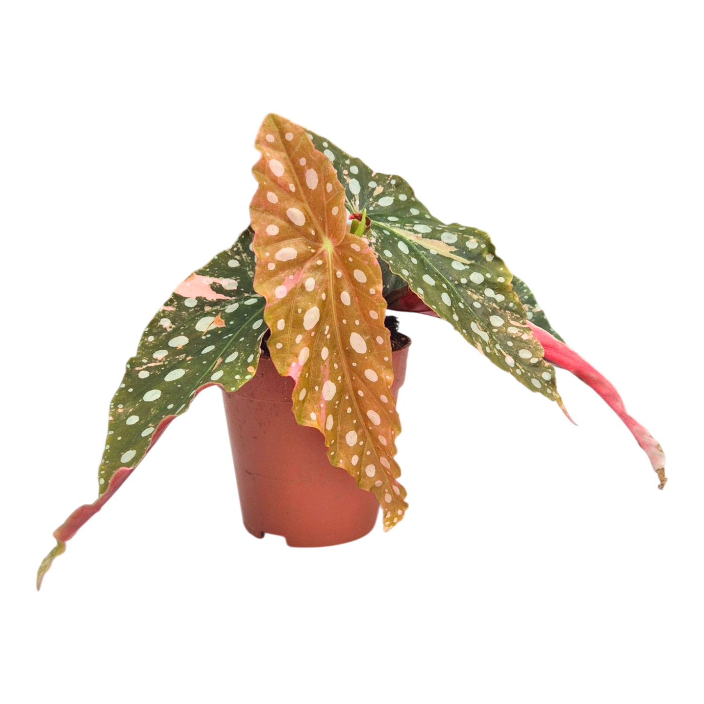 斑葉秋海棠（粉紅變種）
