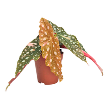 Begonia Maculata Variegata Pink