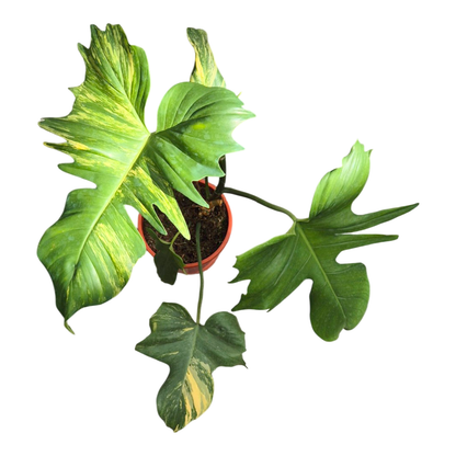 Philodendron Florida Beauty x Mayoi