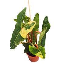 Philodendron Billietiae Variegata