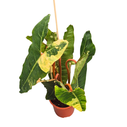 Philodendron Billietiae Variegata