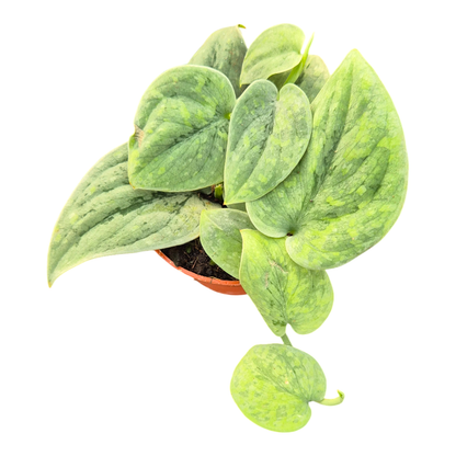 Scindapsus Wallet Sakti