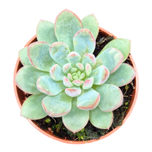 Echeveria ohne ID