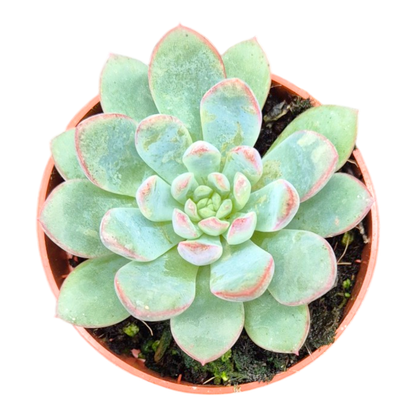 Echeveria No ID