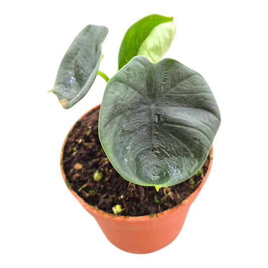 Alocasia Chaii