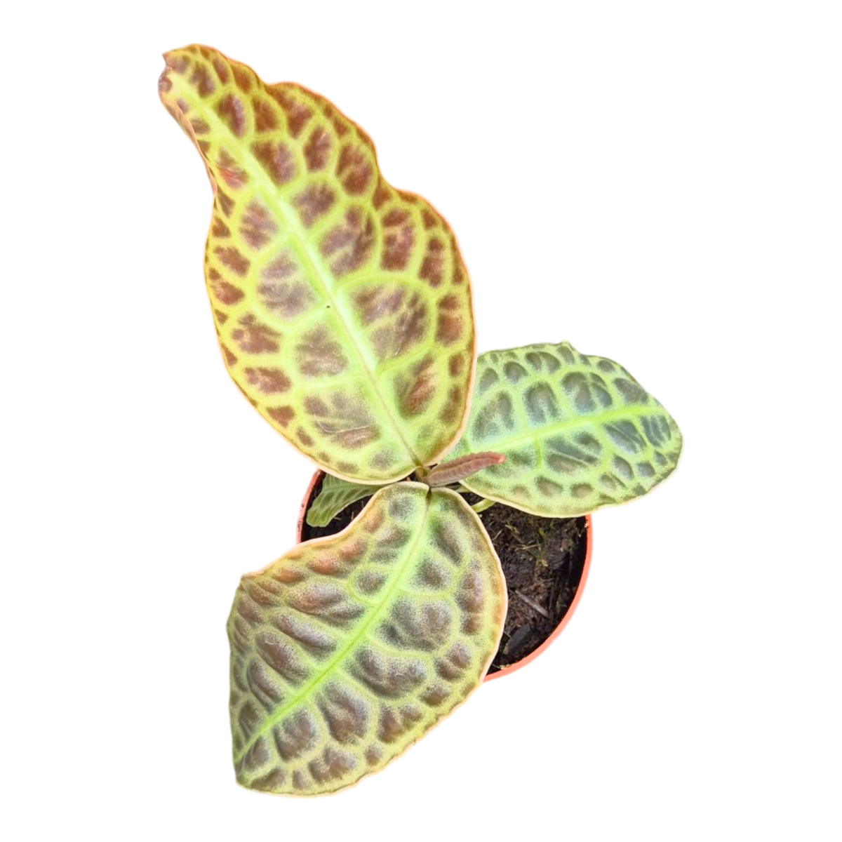 Labisia Kura Kura