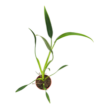 Philodendron Sucre Slim