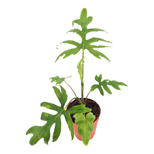 Alocasia Brancifolia