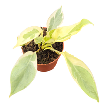 Philodendron Burle Marx White Lava