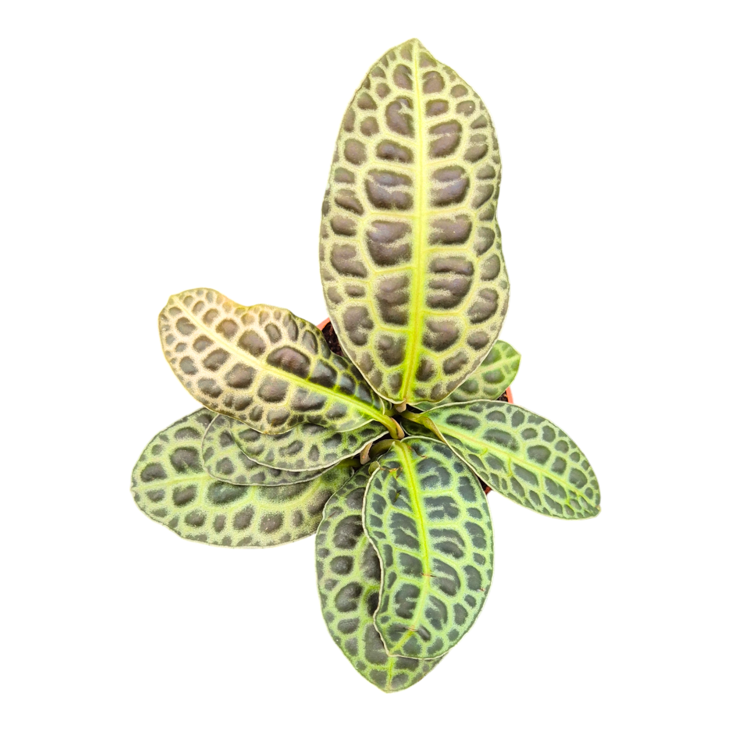 Labisia Kura Kura