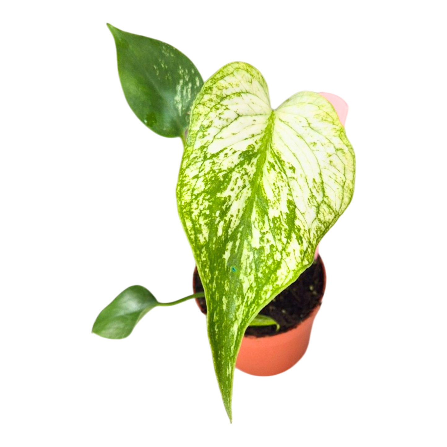 Selected Monstera Devil Monster