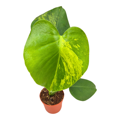Monstera Deliciosa „Green on Green“