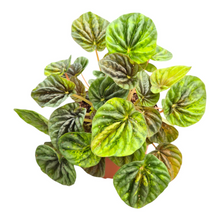 Peperomia Candora® Vermeer 'LENCANVER'
