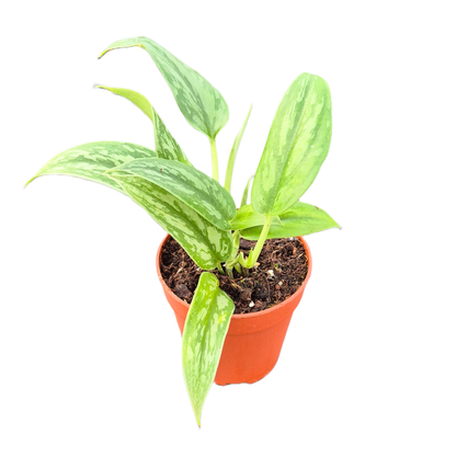 Scindapsus Stabilo Green Arrow