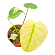 Monstera Mint Variegata