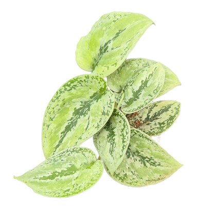 Scindapsus Kalimantan Tricolor