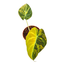 Alocasia Black Velvet Aurea