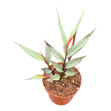 Alpinia Silver