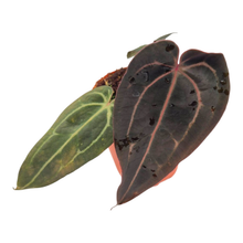 DocBlock Anthurium Brown Derby® '39' X Zara® '31'