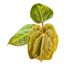 Anthurium (11 x 24) x (Carlablackii x Papililaminum Grimreaper)