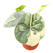 Alocasia Melo Variegata