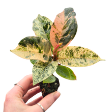 Ficus Shivereana Moonshine