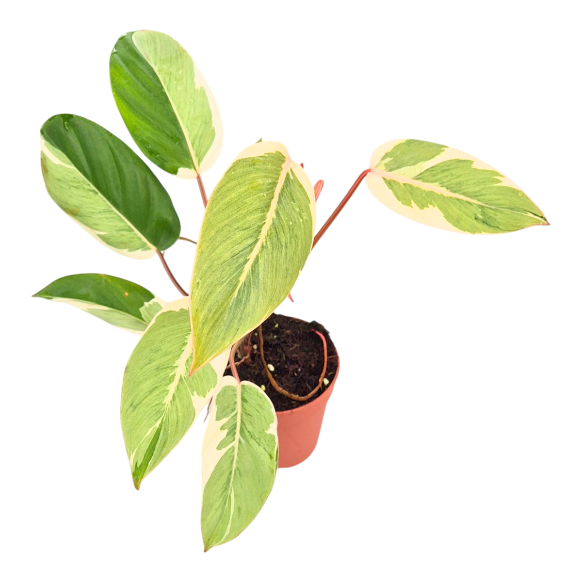 Philodendron Shady Lady