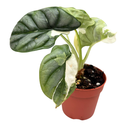 Selected Alocasia Silver Dragon Variegata Albo