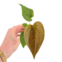 Anthurium Red Beauty