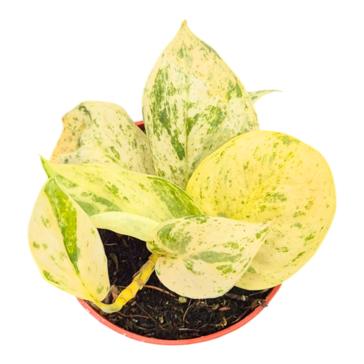 Scindapsus Peasun Variegata