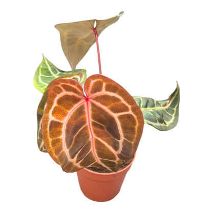 DocBlock Anthurium Zara® '14' X Zara® '14'