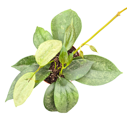 Hoya Macrophylla Silver Splash