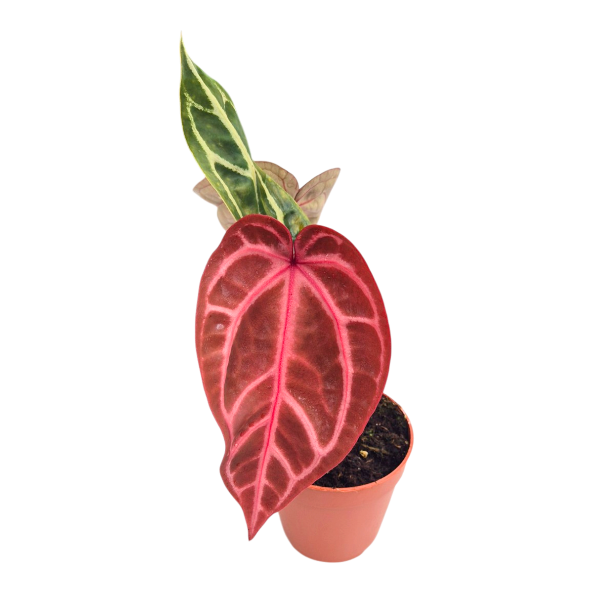 DocBlock Anthurium Brown Derby® '39' X Home, Sweet Home® '32'