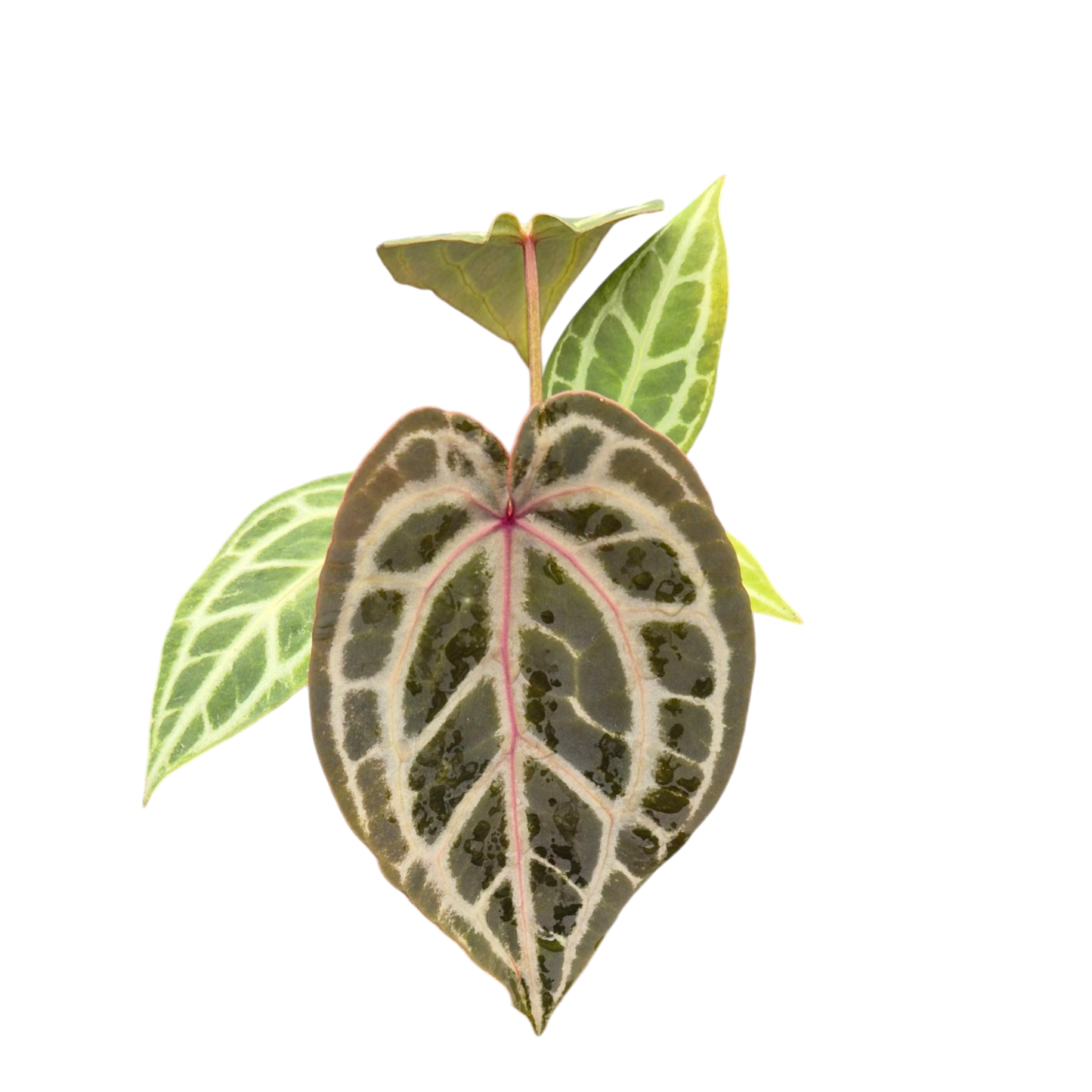 DocBlock Anthurium Zara® '14' X Home, Sweet Home® '32'