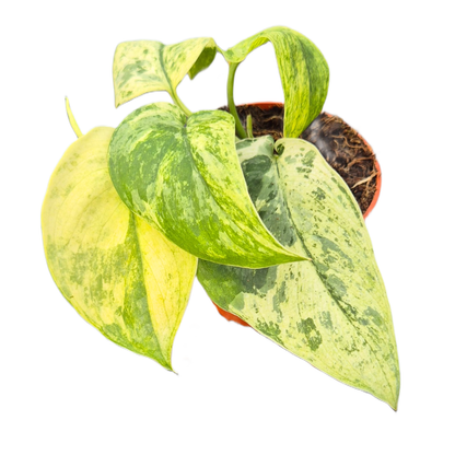 Scindapsus Jade Satin Marble